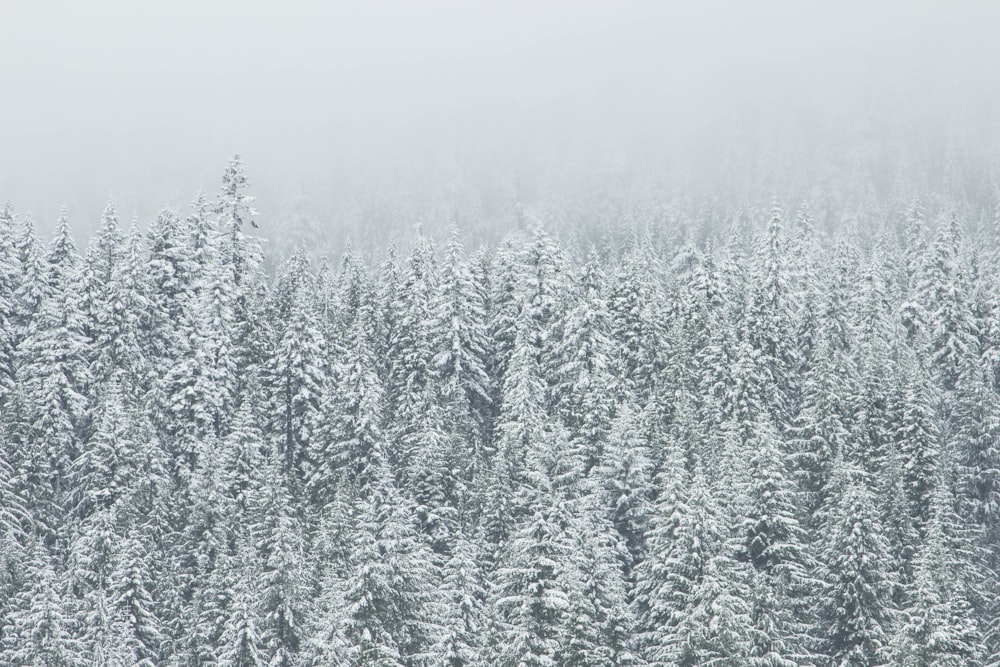 trees covering snow