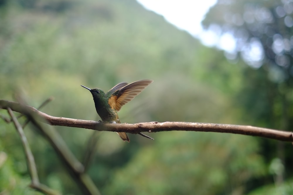 Kolibri sitzt auf Ast