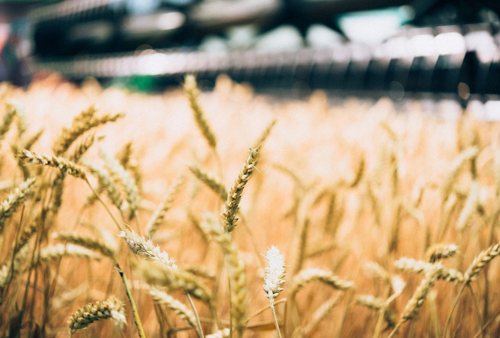 wheat field