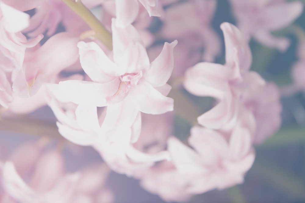 macro shot of pink flowers