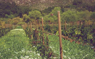 Lush green vines interspersed with wildflowers on the vineyard edges.
