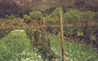 Lush green vines interspersed with wildflowers on the vineyard edges.
