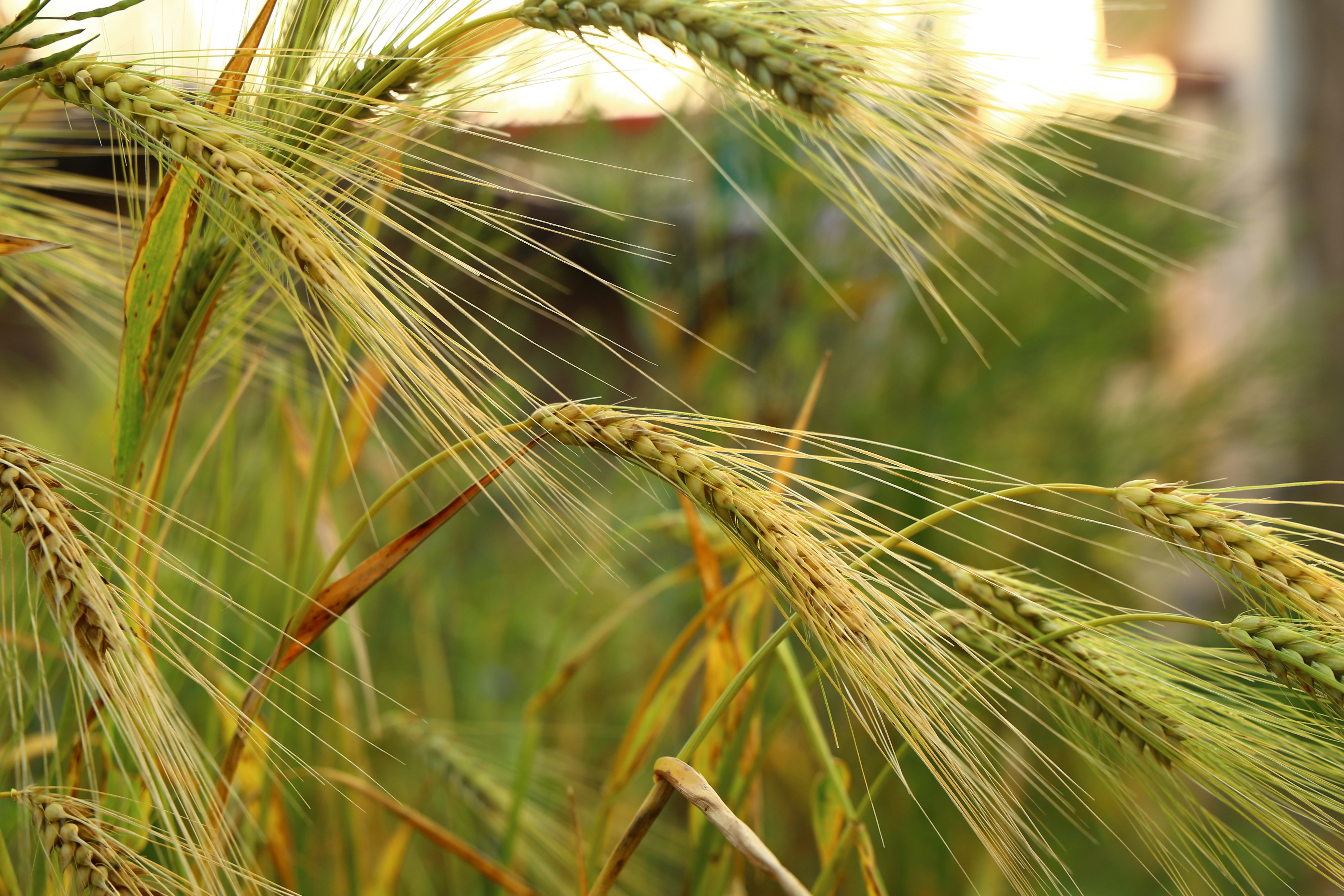 Free Unsplash photo from Aakash Kapoor