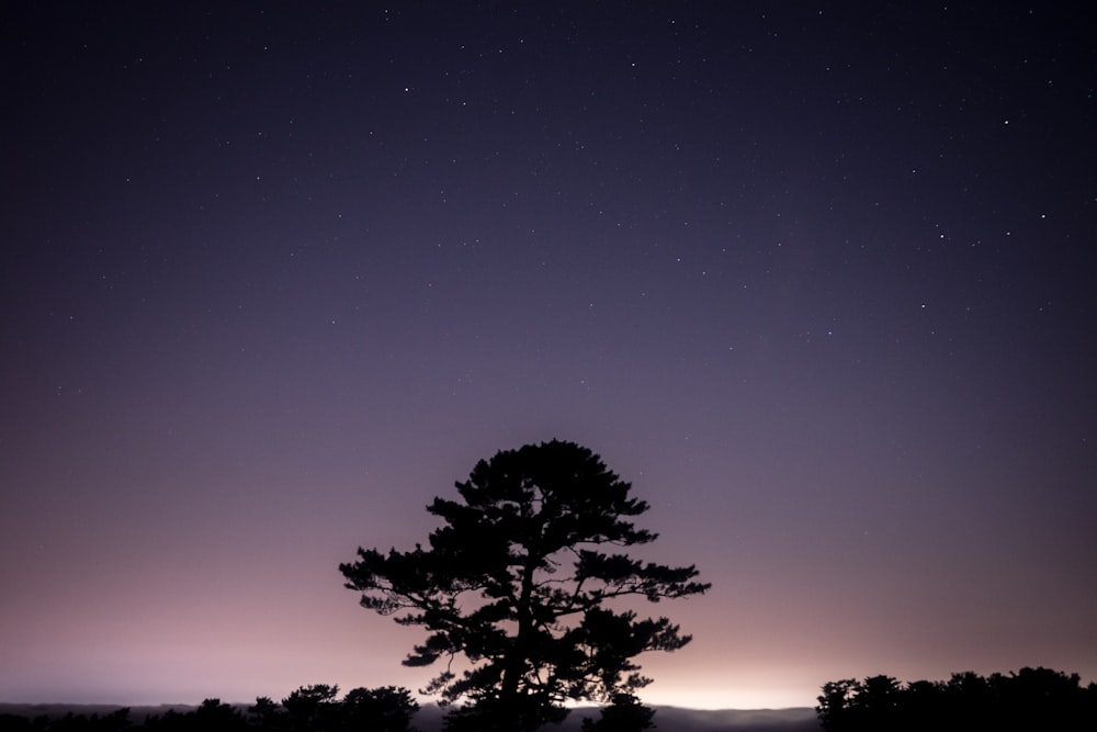 silhouette of tree