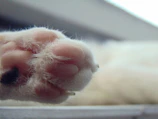 Close-up of a fluffy cartoon cat paw with glowing sparkles around it.