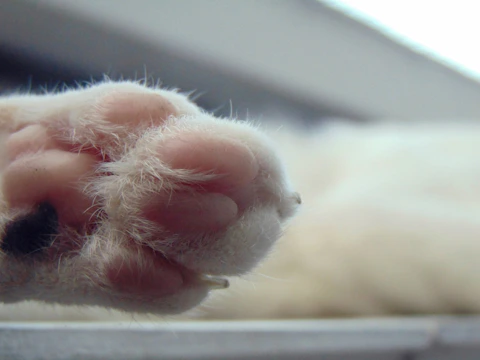 Close-up of a fluffy cartoon cat paw with glowing sparkles around it.