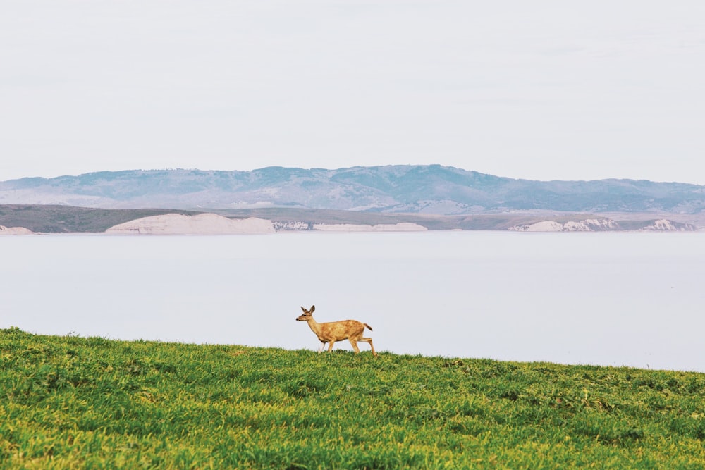 brown deer running on grass field