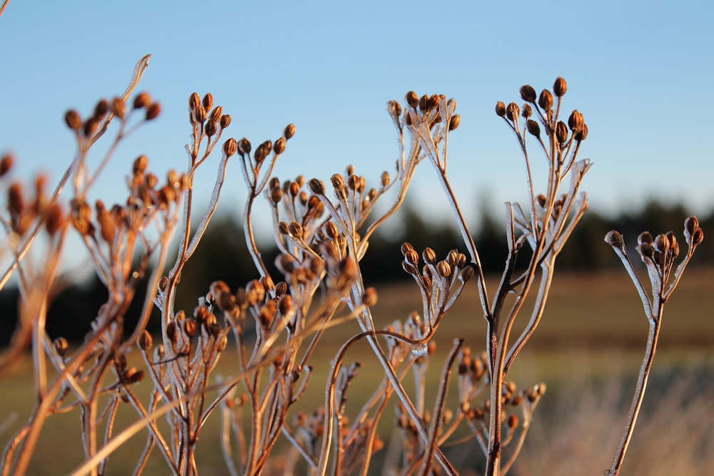 Braunblättrige Blüten tagsüber