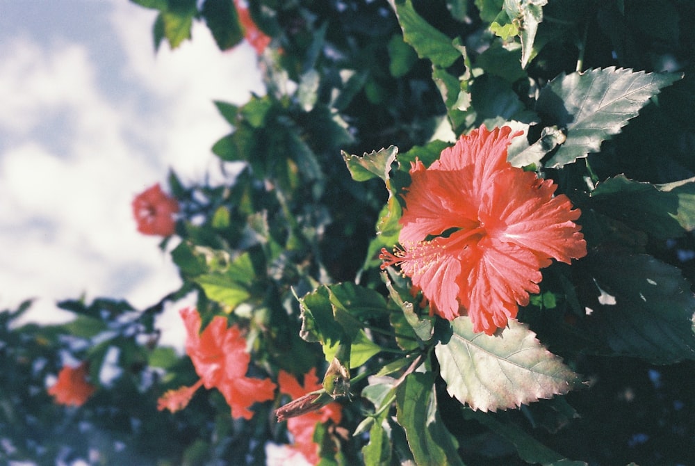 히아신스 꽃의 매크로 사진
