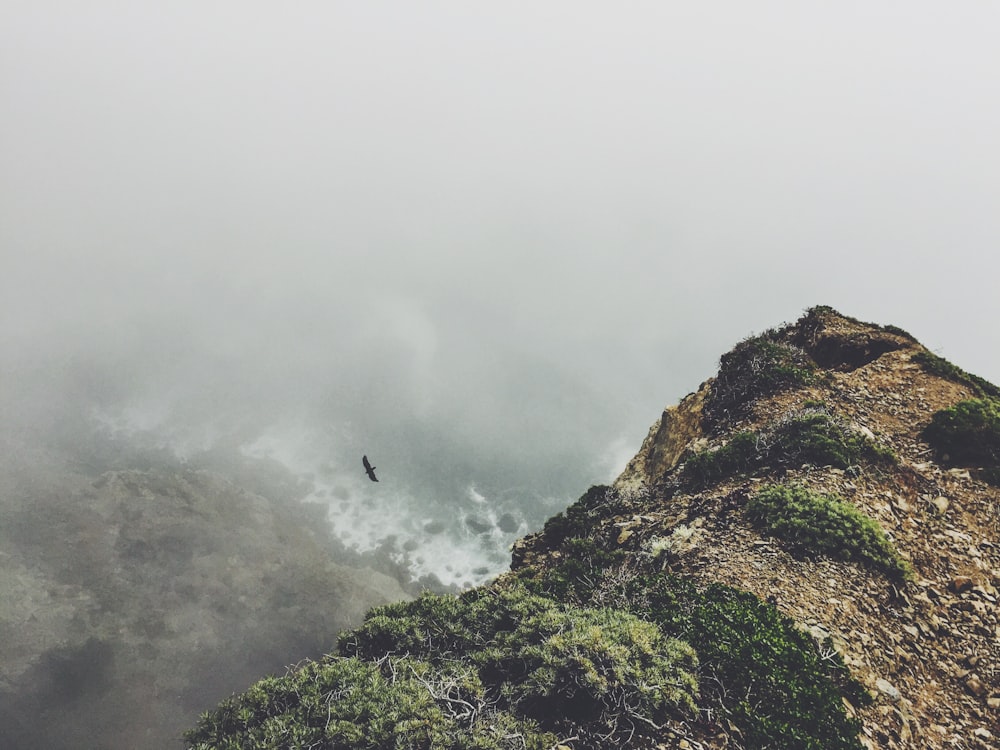 Bird soars over coastal bluffs on a foggy day