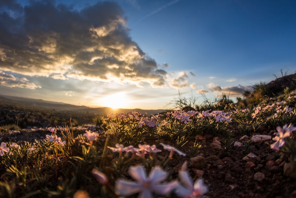 fleurs à pétales blancs sur le champ à l’heure dorée