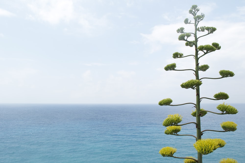 green leaved tree near calm body of water