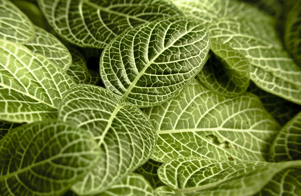 green leaves