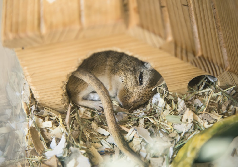 brown and black rabbit on brown dried leaves