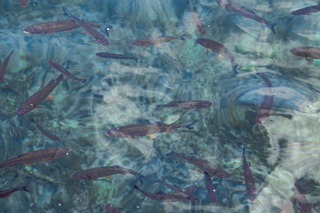 shoal of brown pet fish