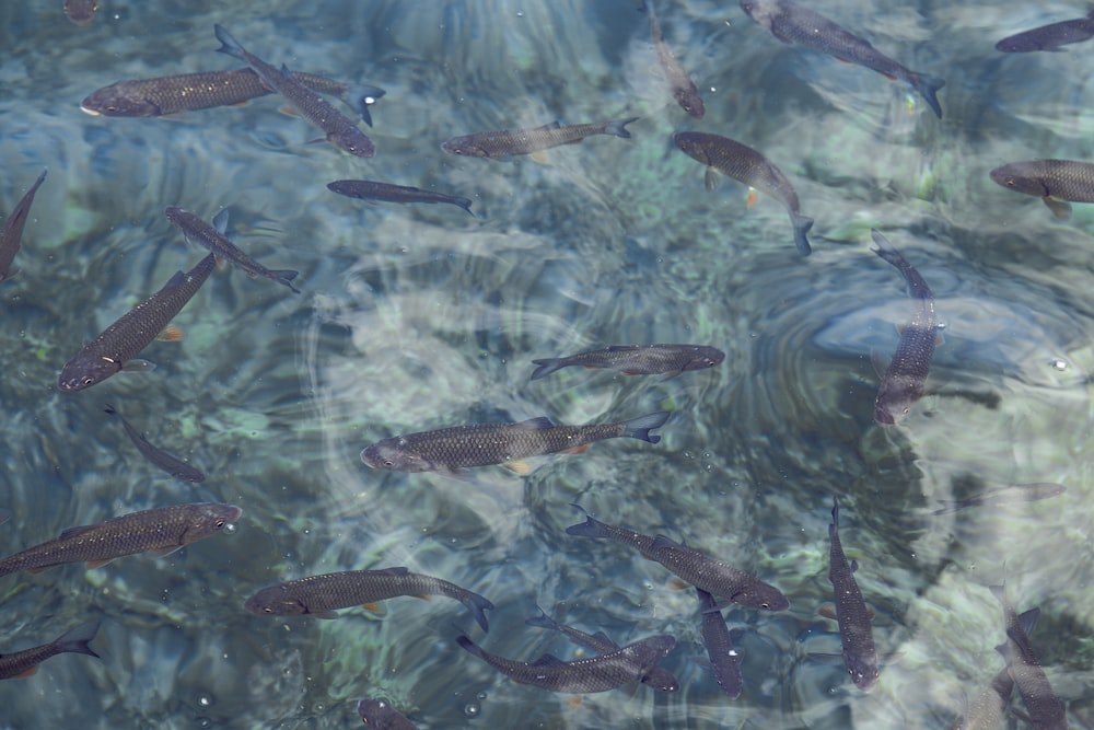 banc de poissons bruns de compagnie