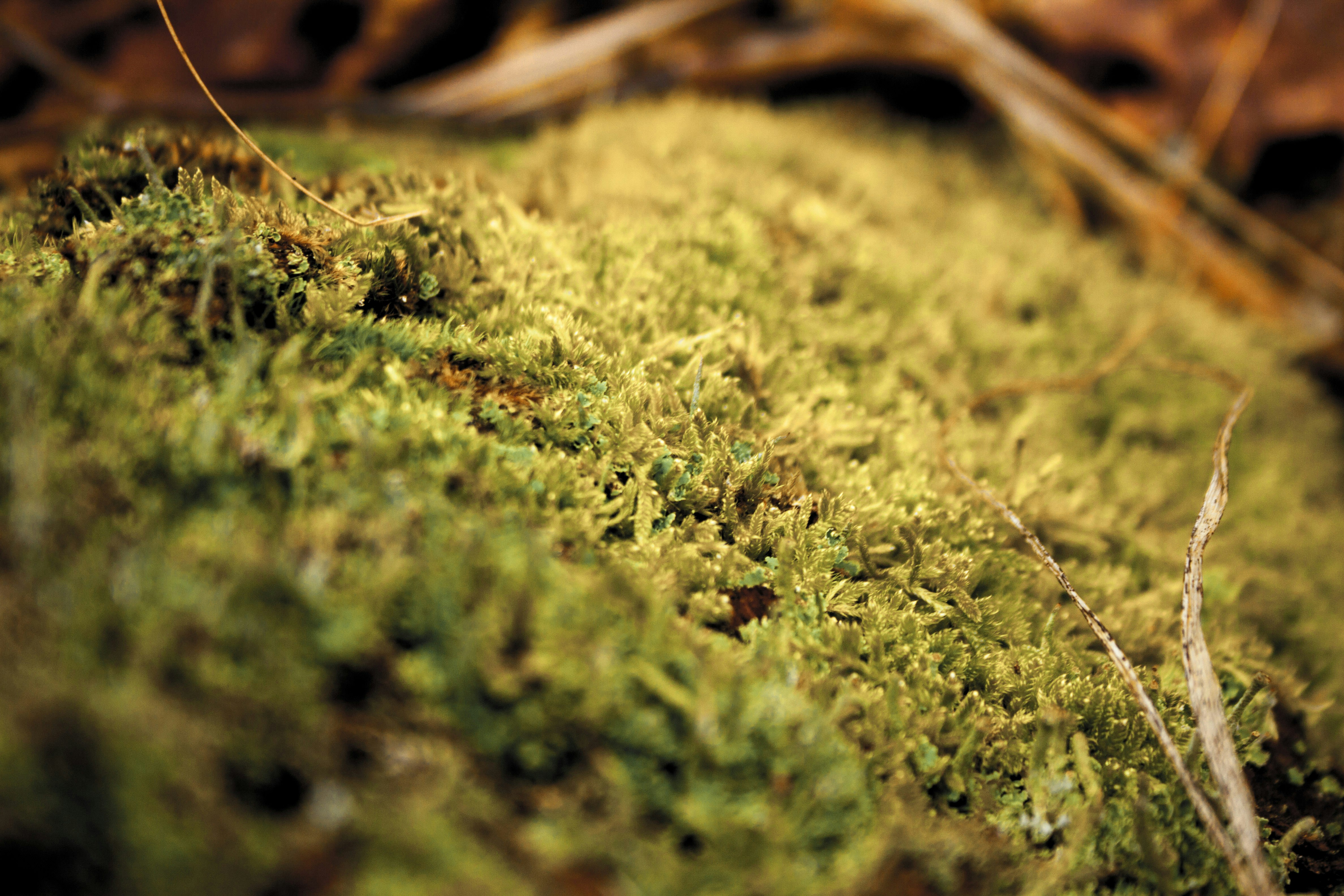 Free Unsplash photo from Rafal Palowski