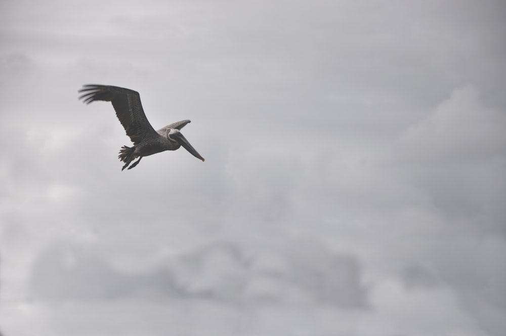 Pelikan fliegt unter weißem, bewölktem Himmel