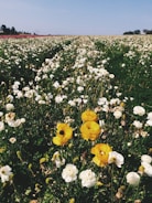 A field of blooming summer flowers under a blue sky.