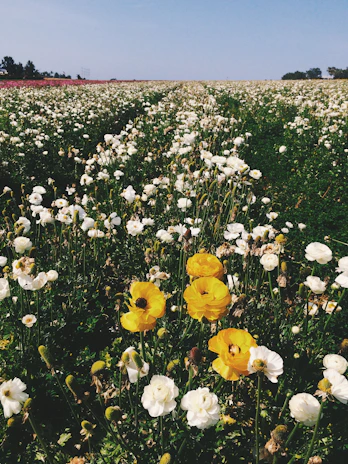 Sunlit flower farm rows showing diverse local blooms under a clear blue sky.