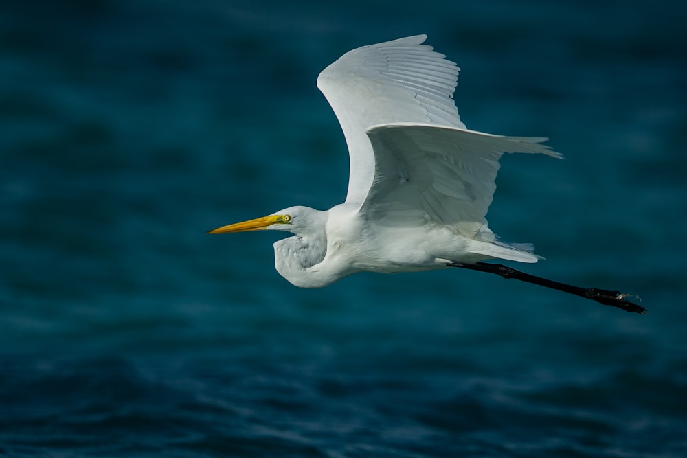 flying white bird near body of water