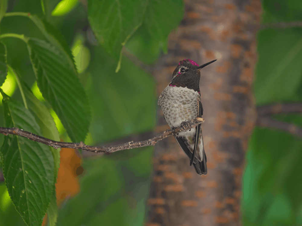 uccello grigio e nero sull'albero