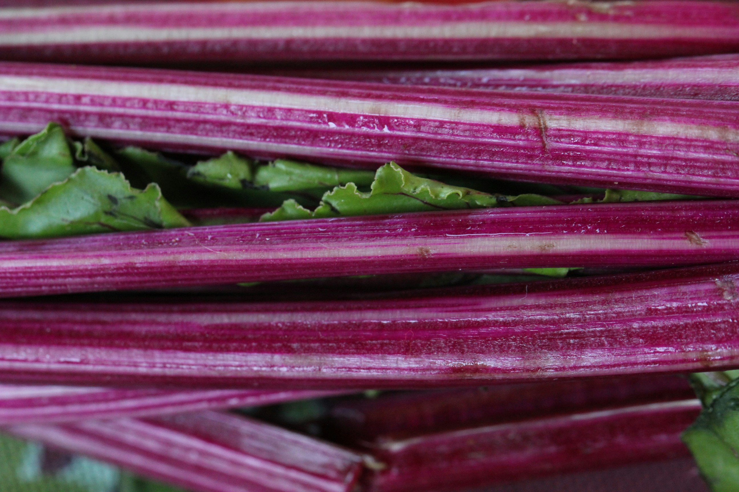 Free Unsplash photo from Hannah Stombler-Levine