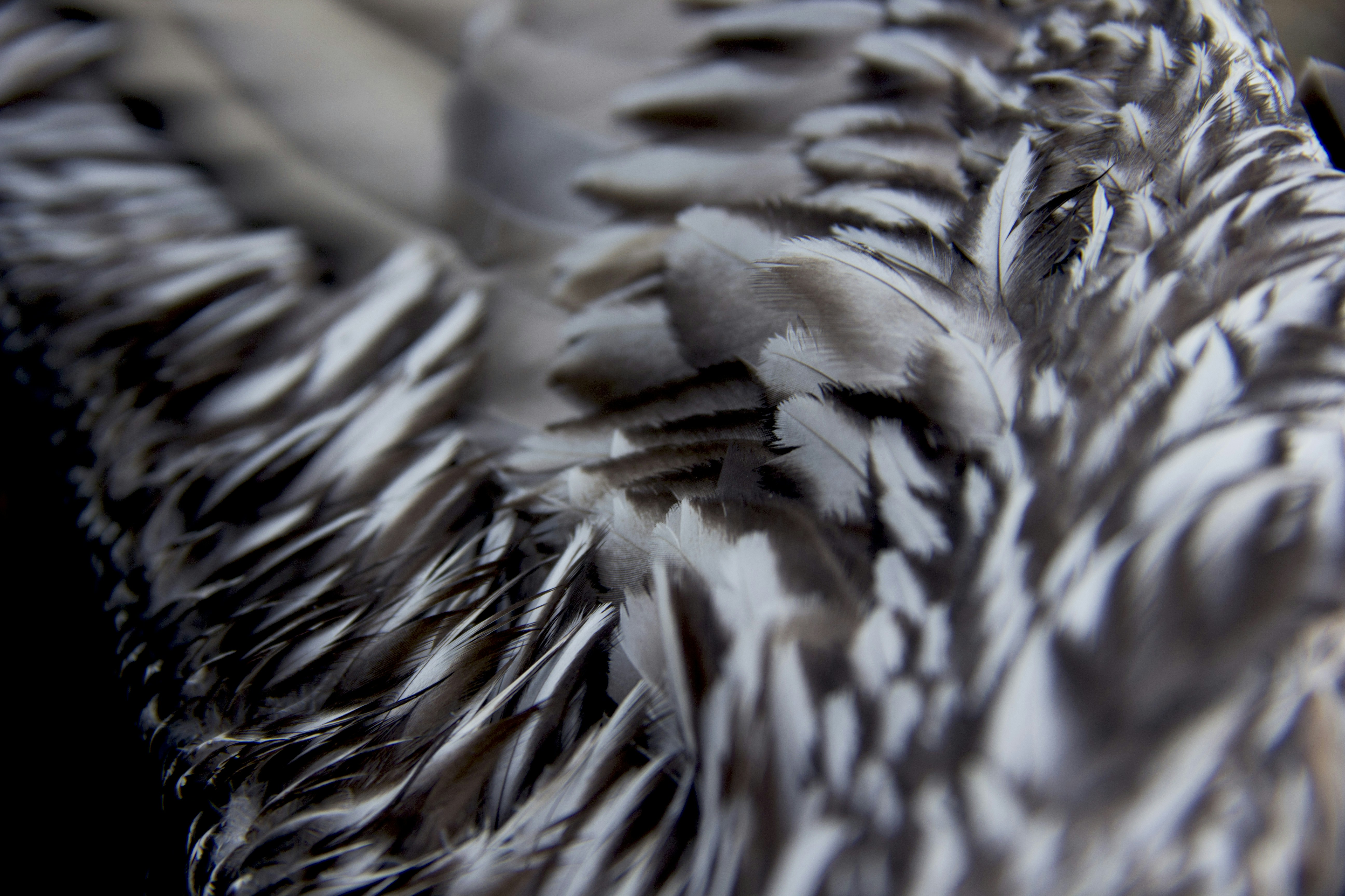 Free Unsplash photo from Hannah Stombler-Levine