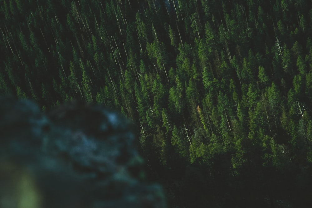 high angle photography of green trees at night