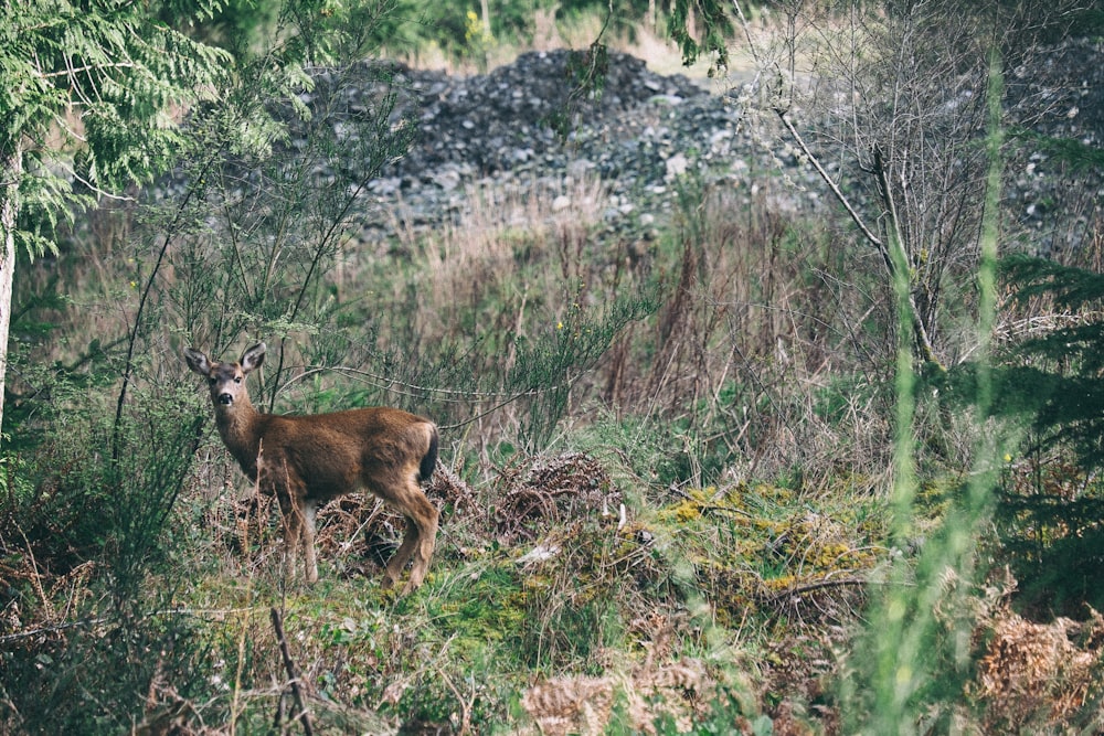 brown standing deer surrounded by green plants and trees