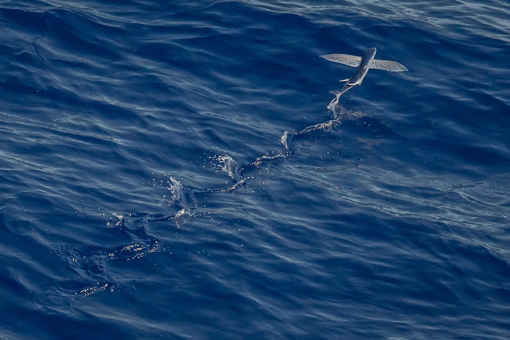 gray fish in body of water