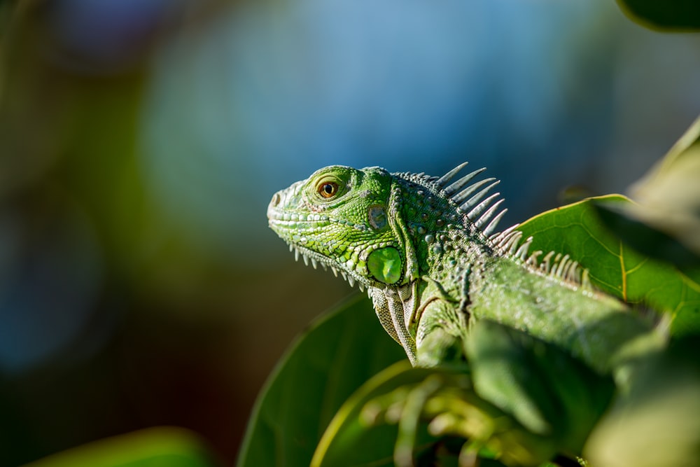 Foto di messa a fuoco selettiva dell'iguana verde