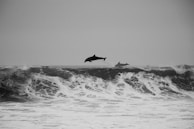 two whales rushing into the water
