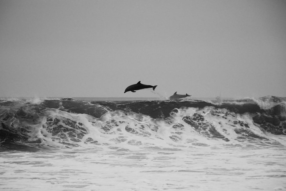 two whales rushing into the water