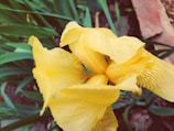 A close-up view of a vibrant yellow iris flower with intricate petal patterns and green leaves in the background.