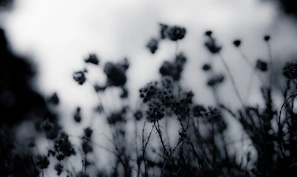 Muted color image of wildflowers swaying in a soft breeze against a cloudy sky.