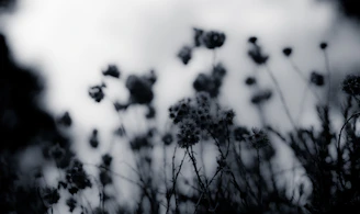 Muted color image of wildflowers swaying in a soft breeze against a cloudy sky.