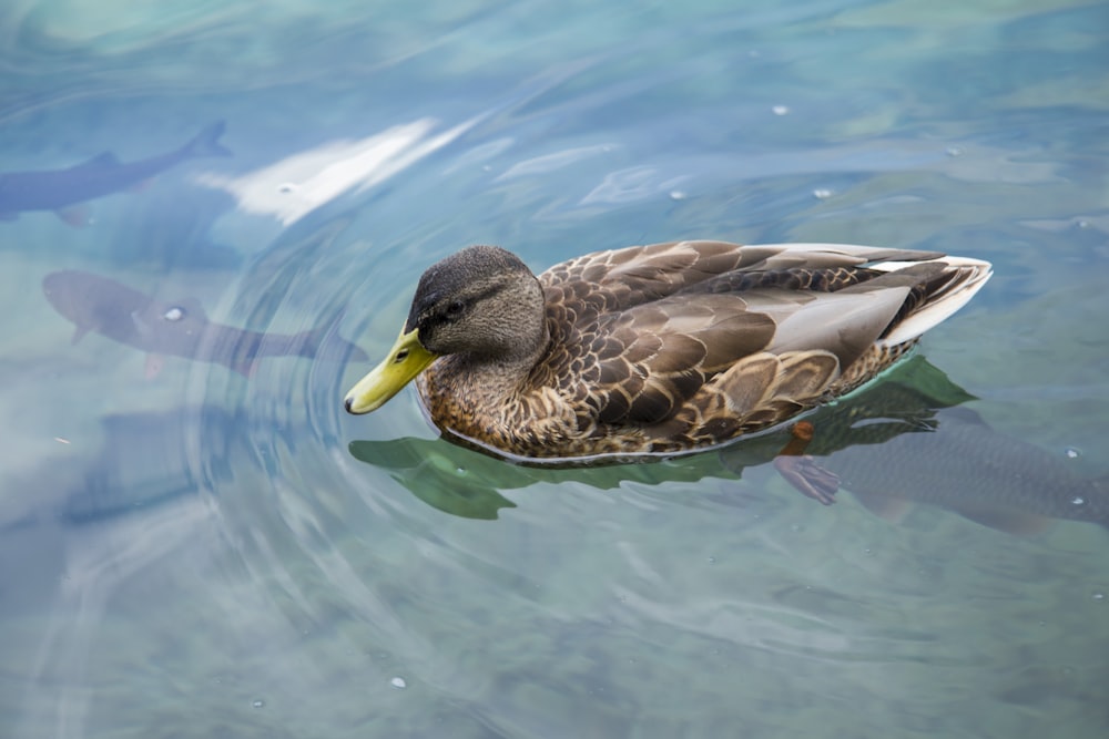 brown and white duck on water