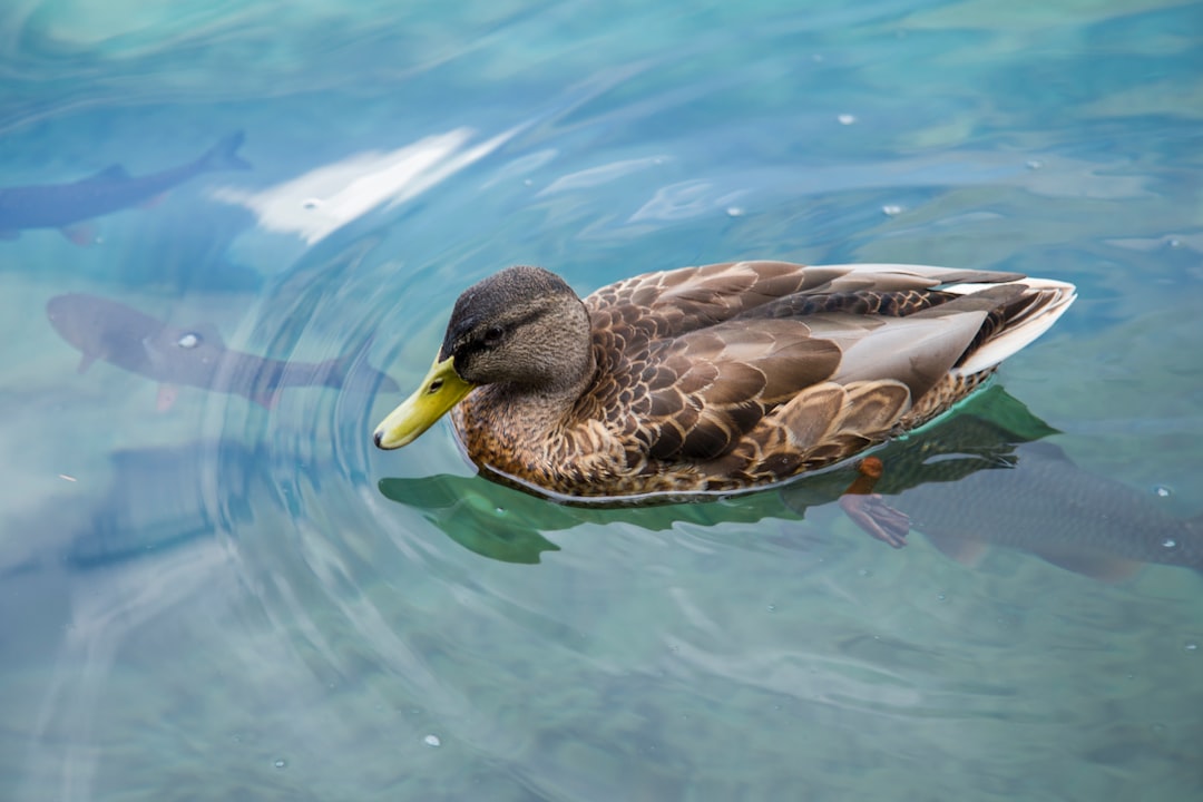 brown and white duck on water