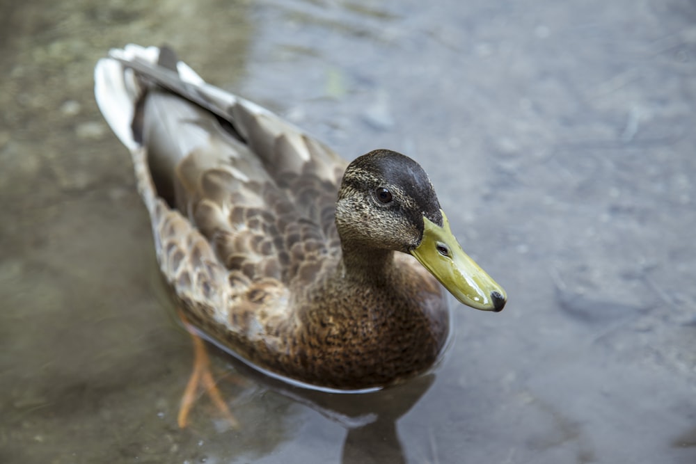 female brown mallard duck floating on water