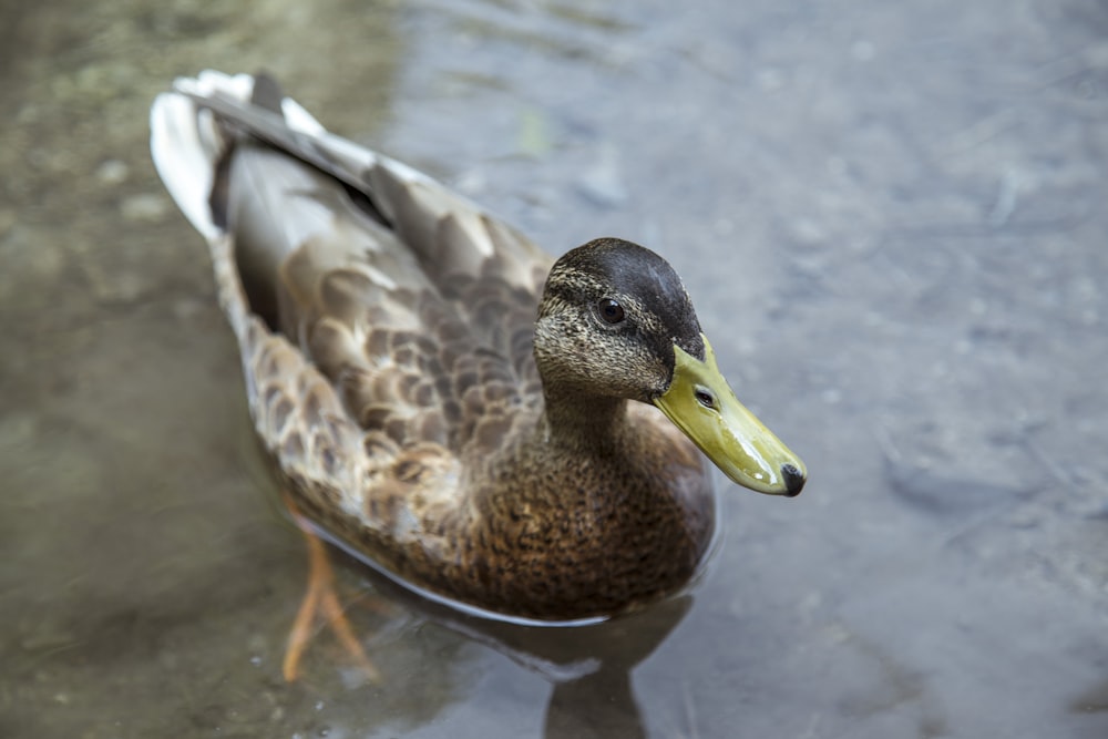 hembra de ánade real marrón flotando en el agua