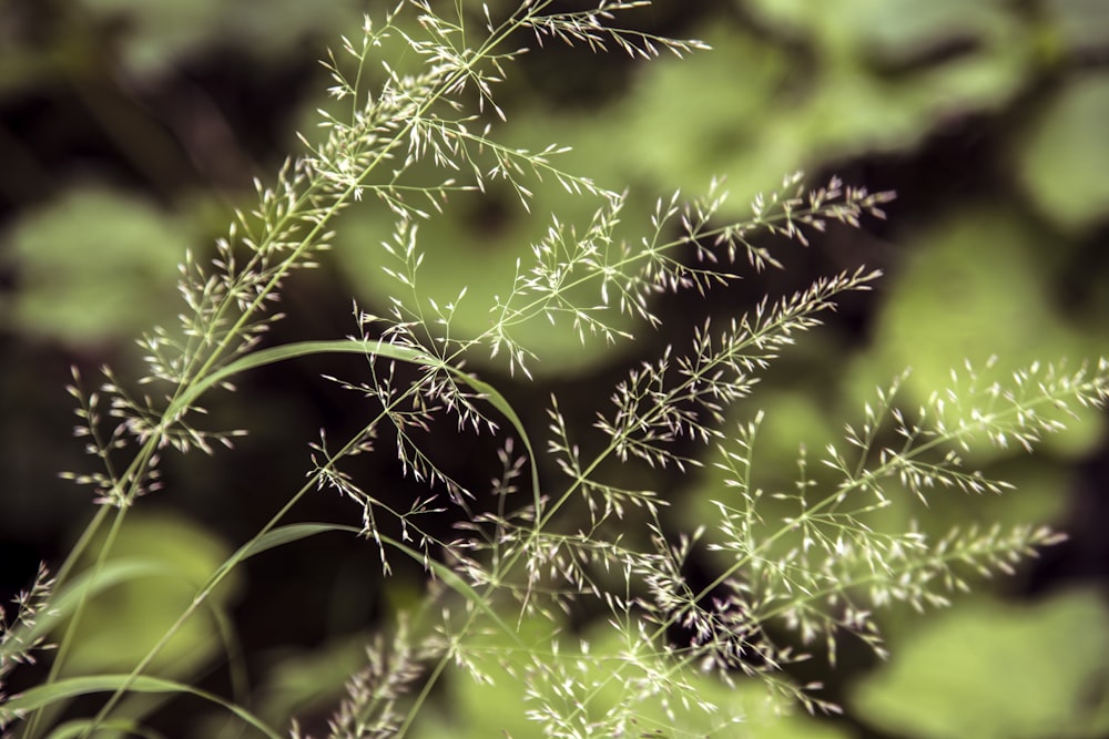 planta verde na fotografia de close up