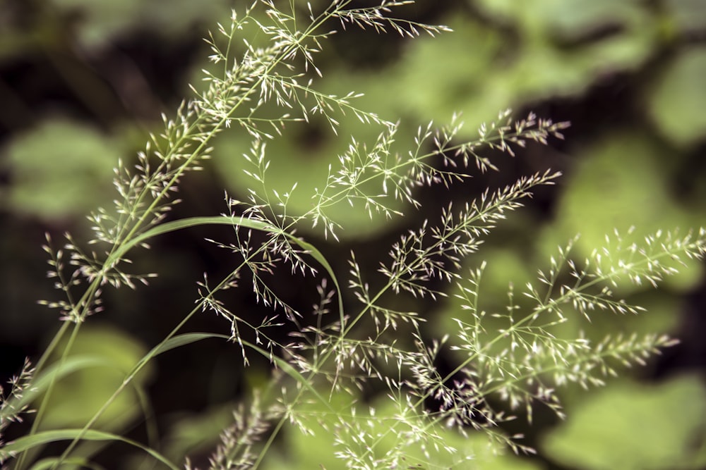 green plant in close up photography