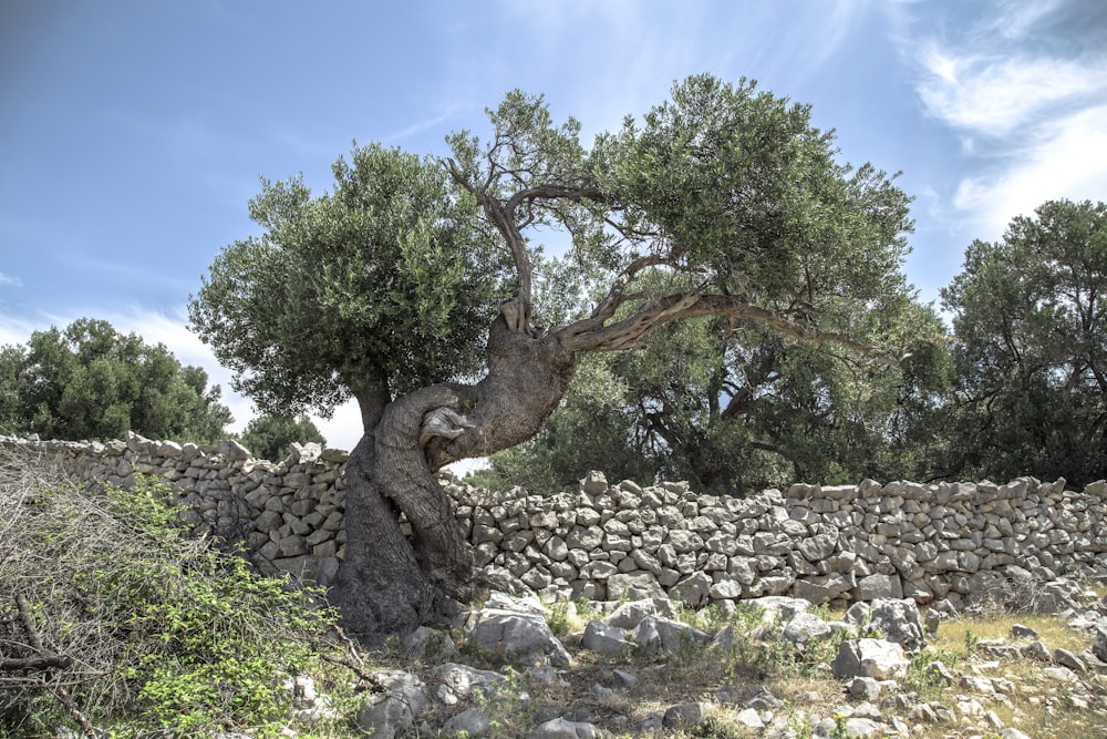 tree surrounded by rocks