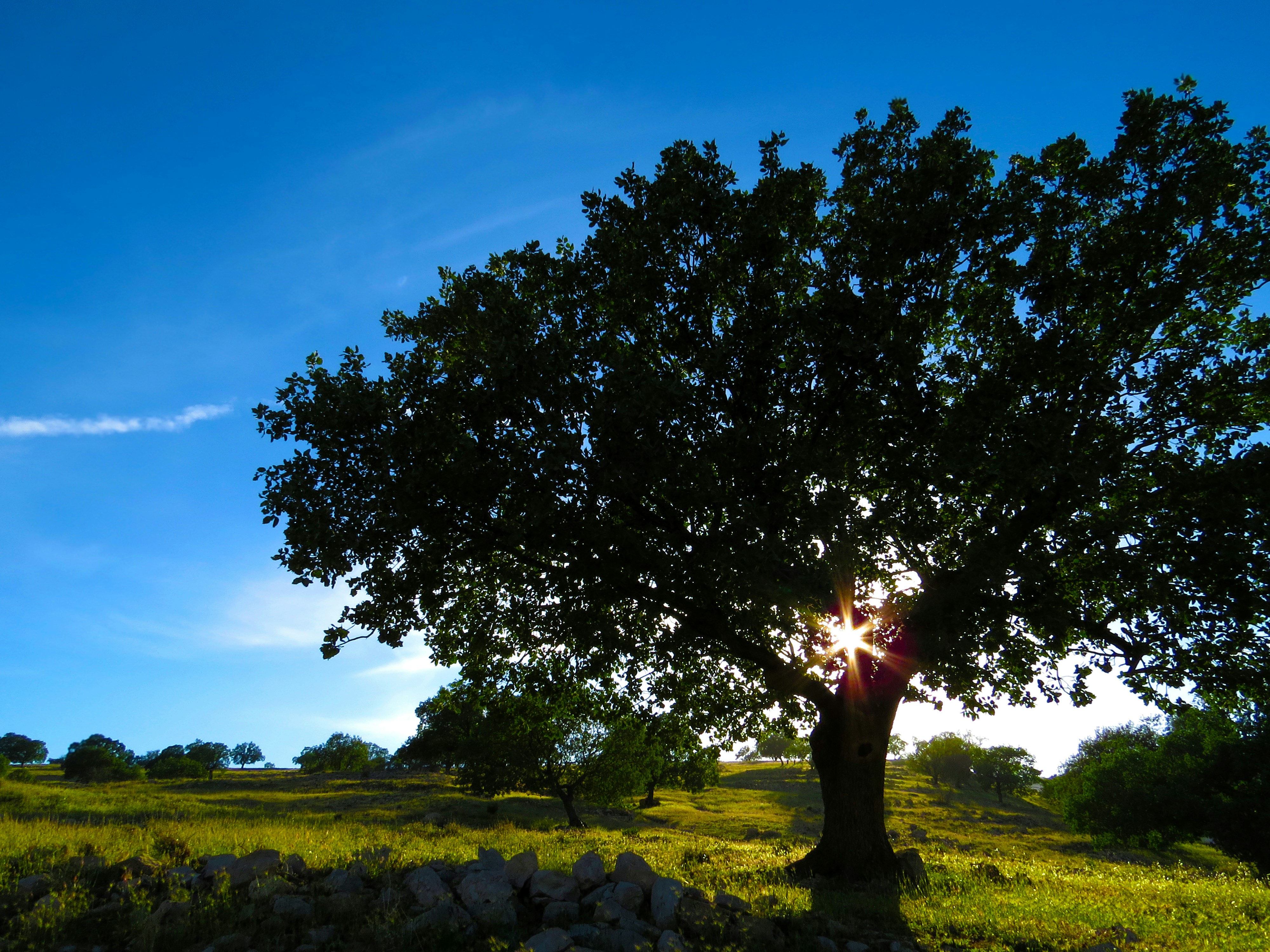 landscape photography of grass lawn with tree