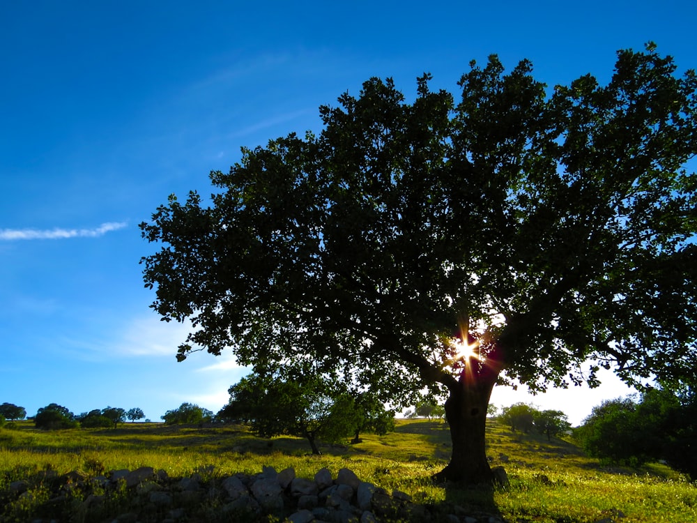 fotografia di paesaggio del prato dell'erba con l'albero