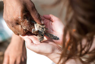 Close-up of hands rescuing a small sea turtle on a wild beach, embodying the spirit of wildlife care.