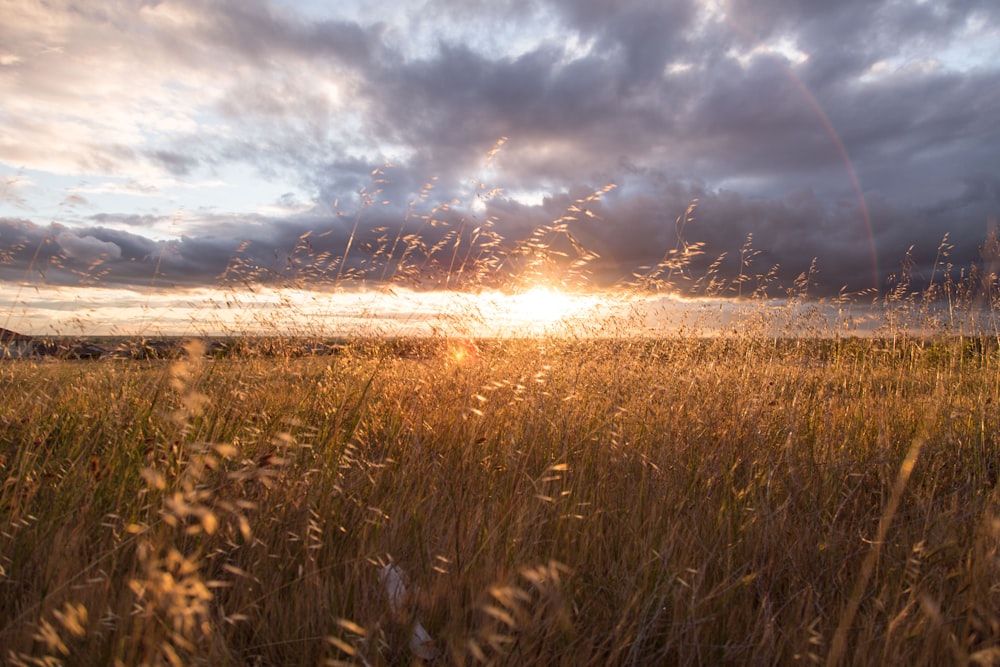 closeup photo of green grass field