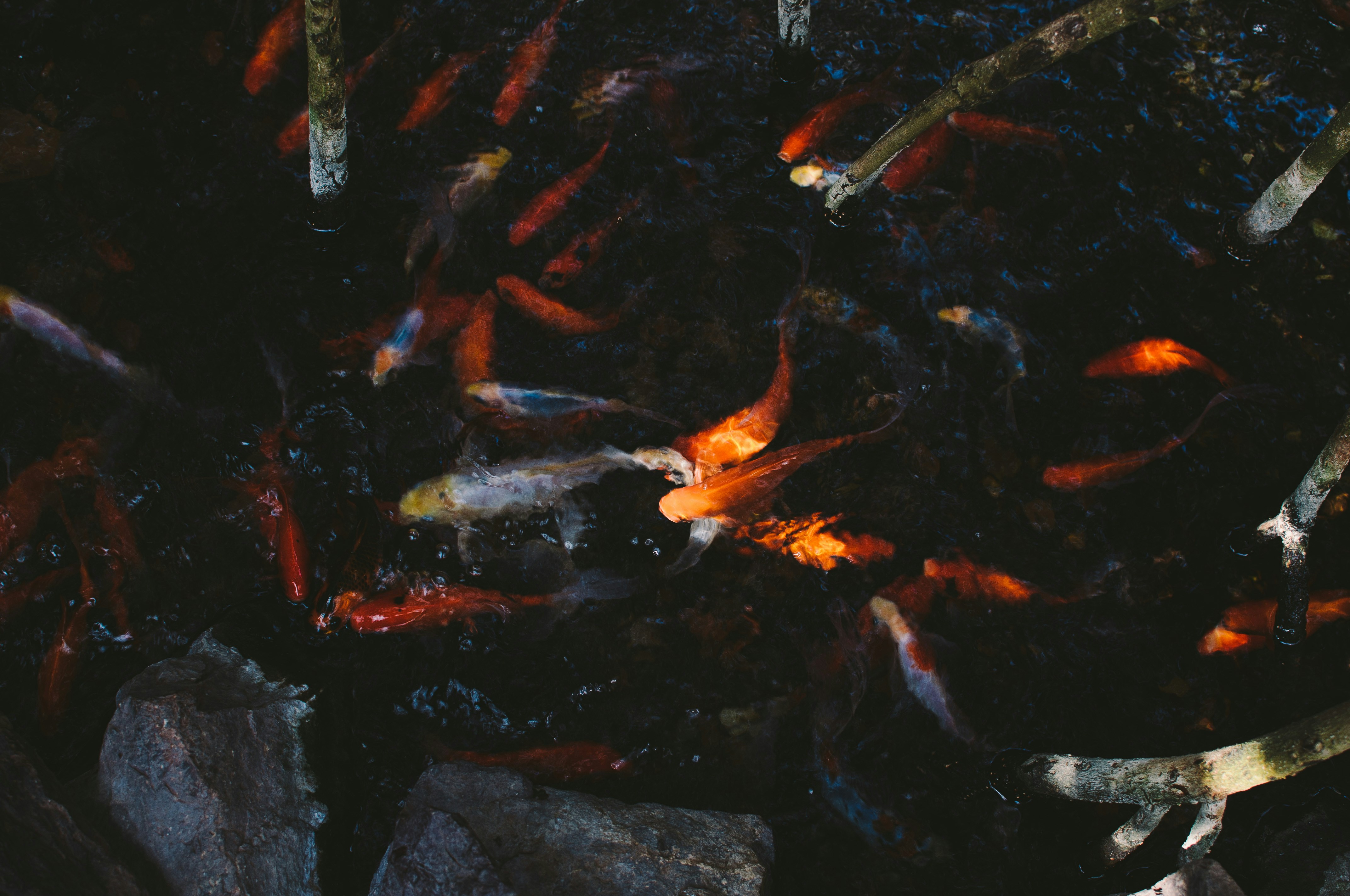 Free Unsplash photo from Mandalyn Renicker