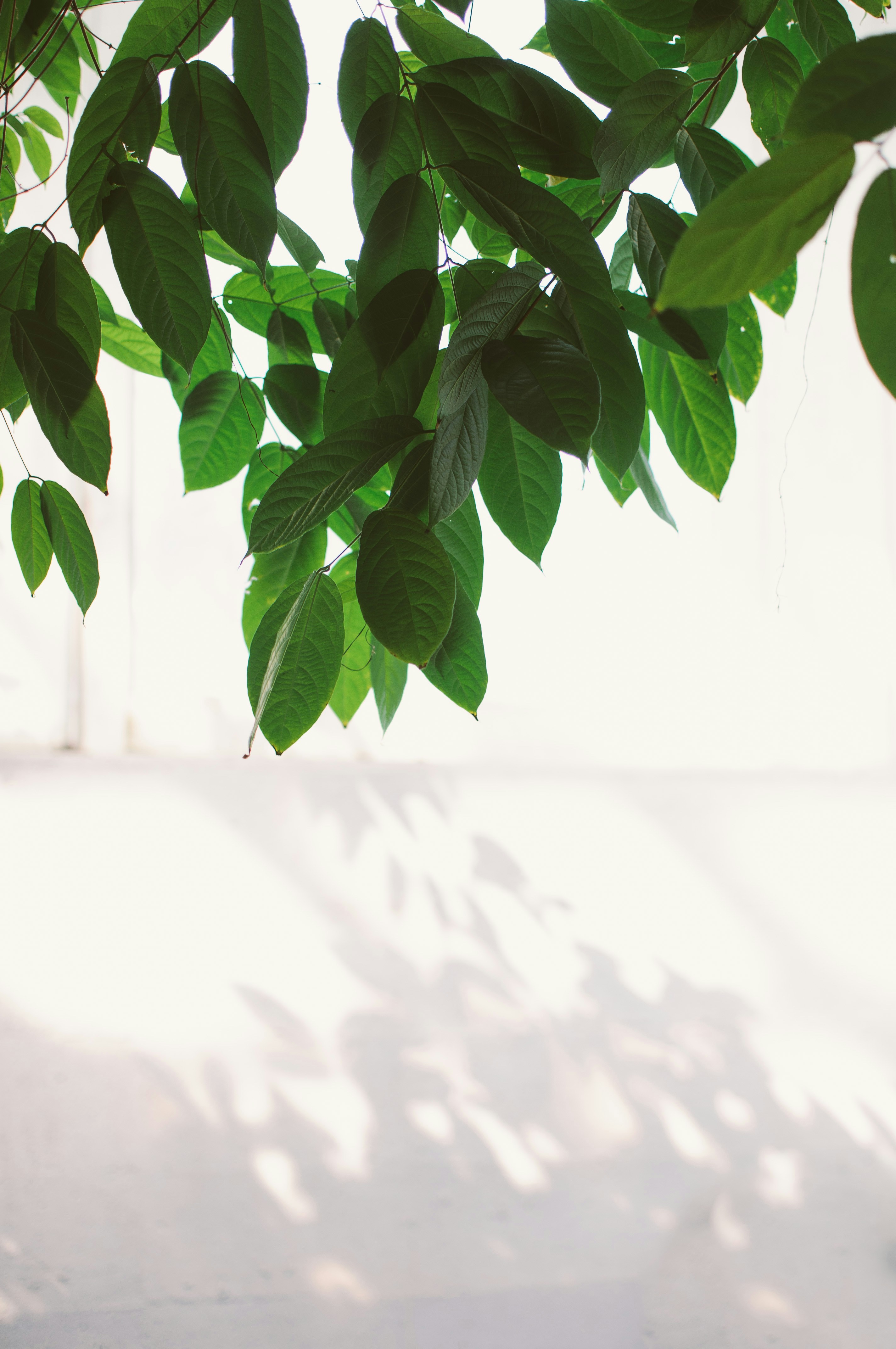 Free Unsplash photo from Mandalyn Renicker